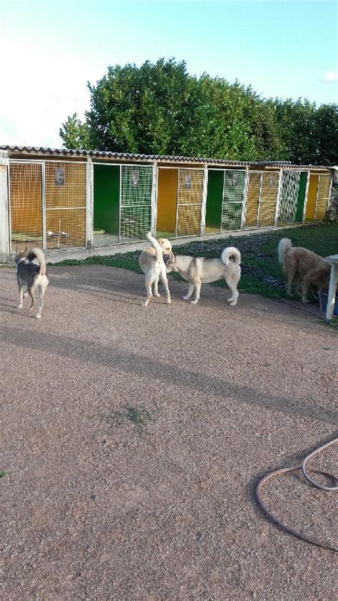 garde de chien autour de moi|garde d'animaux chien.